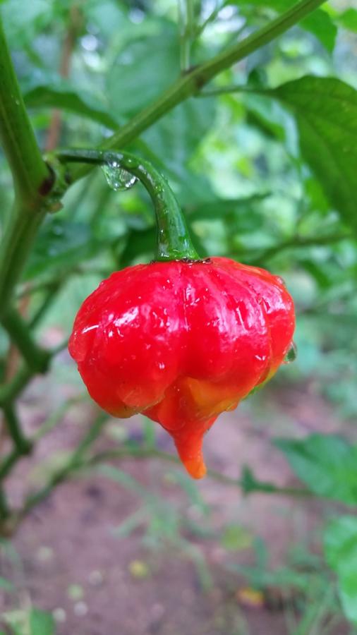 scorpion pepper plant