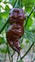 Box of Chocolates - Pepper Seeds Combo Pack (8 Varieties) - Seeds - Bohica Pepper Hut 