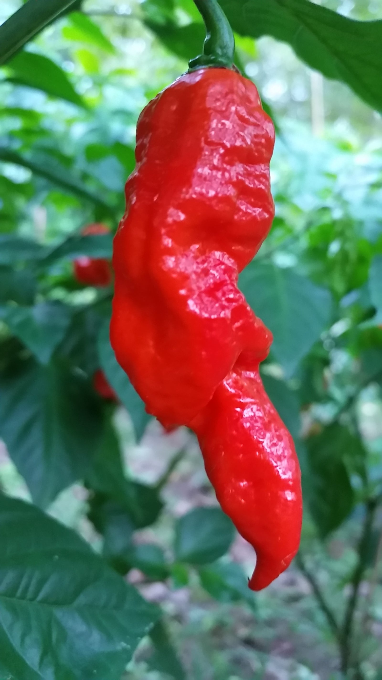 Bhut Jolokia Ghost - Seeds - Bohica Pepper Hut 