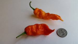 Jay's Red Ghost Scorpion - Seeds - Bohica Pepper Hut 