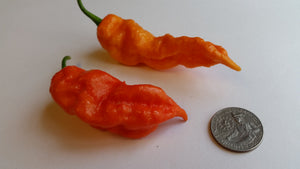 Jay's Red Ghost Scorpion - Seeds - Bohica Pepper Hut 