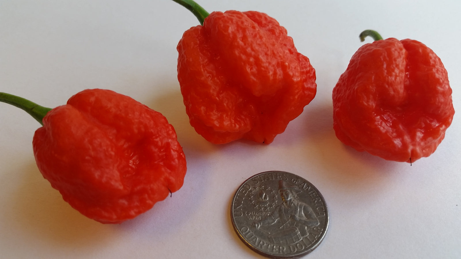 Genghis Khans Brain  - Seeds - Bohica Pepper Hut 