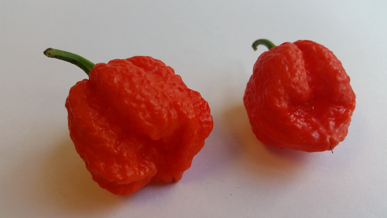 Genghis Khans Brain  - Seeds - Bohica Pepper Hut 