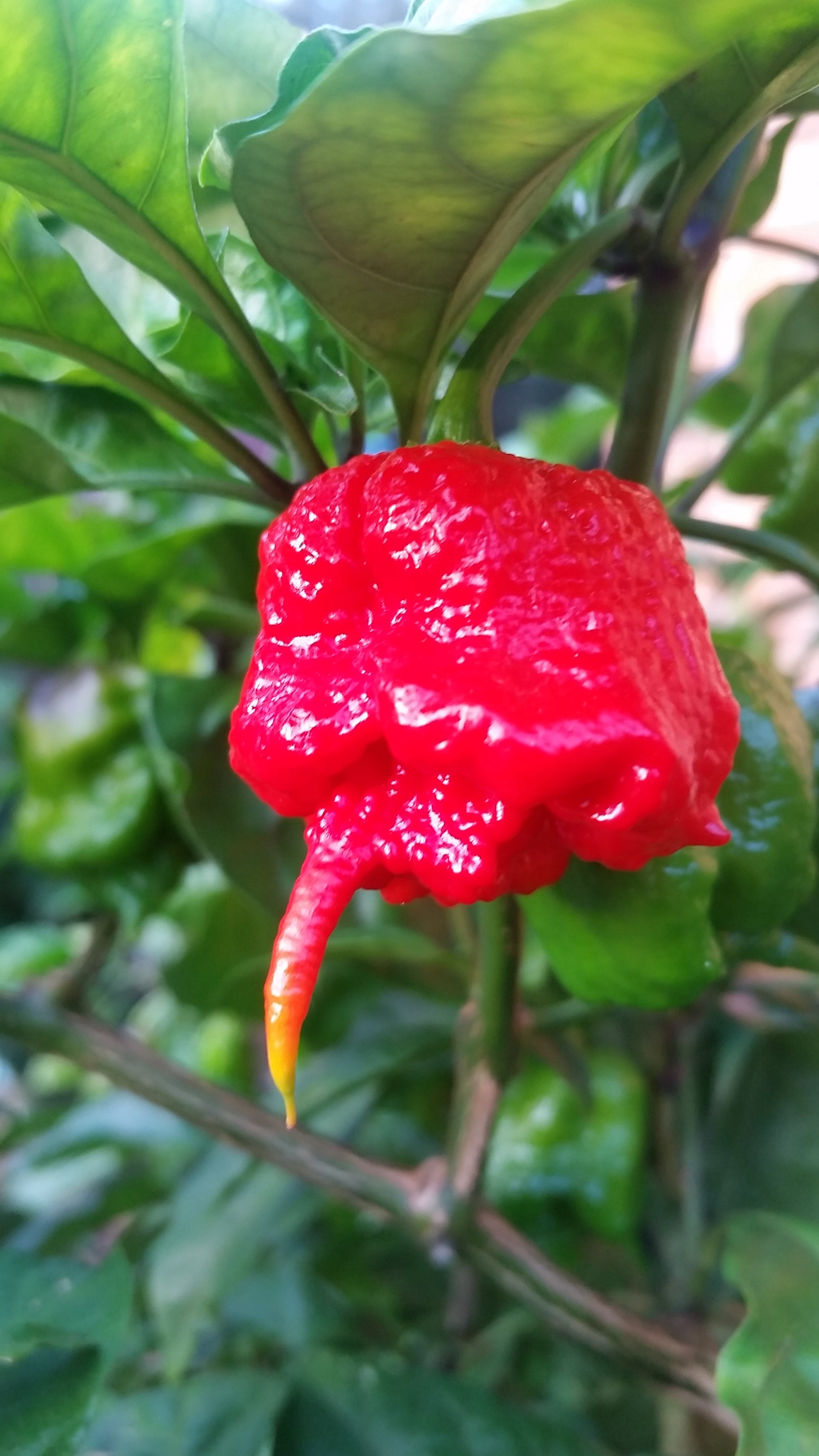 Carolina Reaper Combo Pack