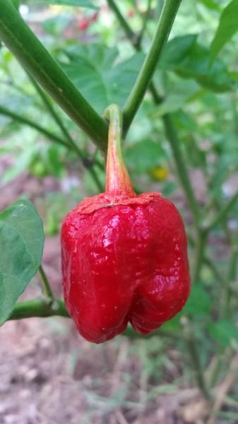 7 pot pepper plant 7 Pot Bubblegum - Seeds