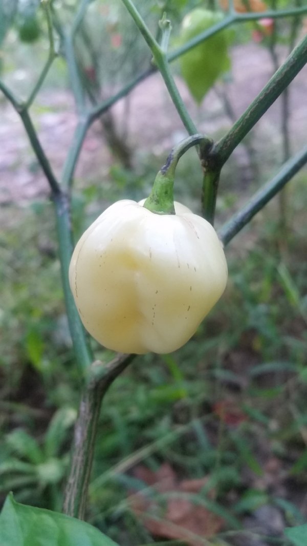 Bhut Jolokia White Ghost - Seeds - Bohica Pepper Hut 