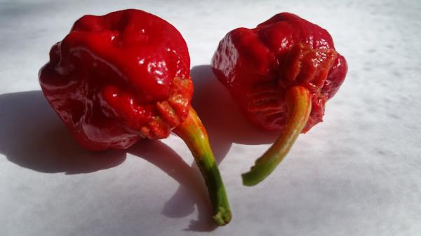 7 pot bubblegum plant 7 Pot Bubblegum