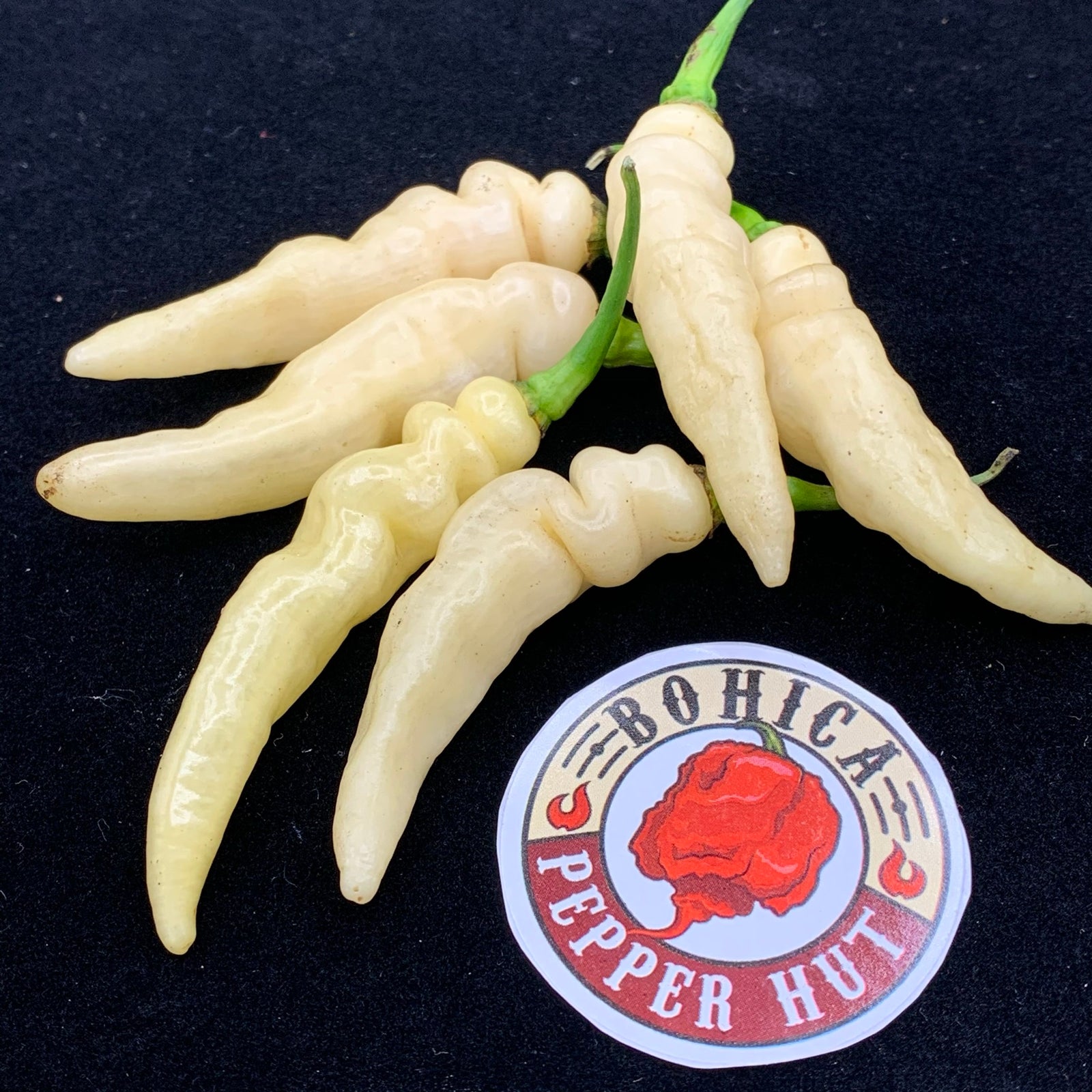 Murupi Amarela - Seeds - Bohica Pepper Hut 