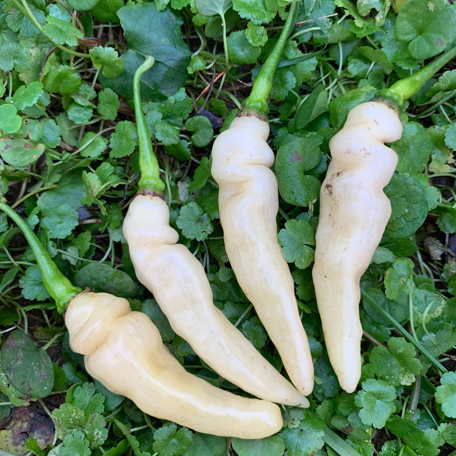 Murupi Amarela - Seeds - Bohica Pepper Hut 