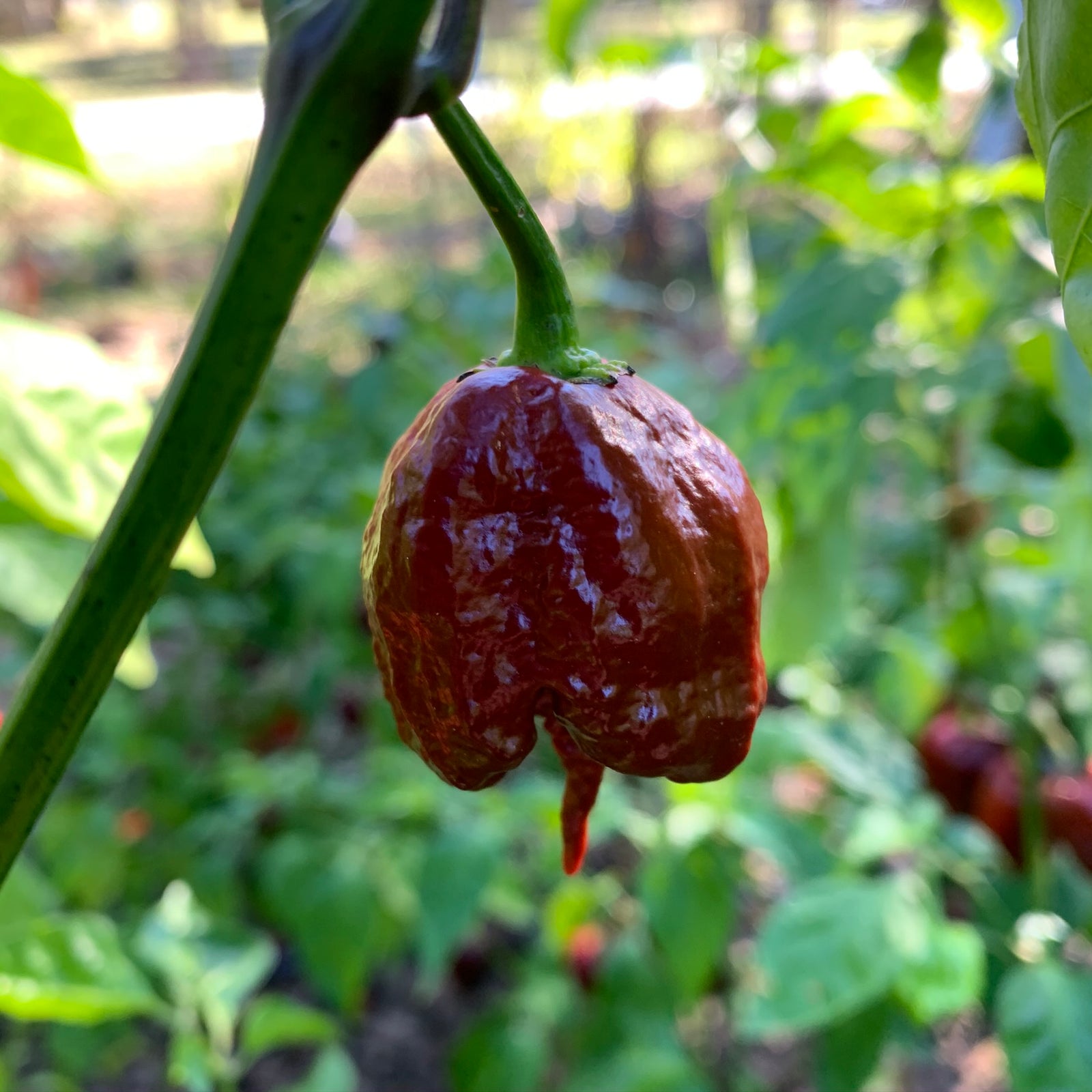 7 Pot Primo Chocolate - Seeds - Bohica Pepper Hut 