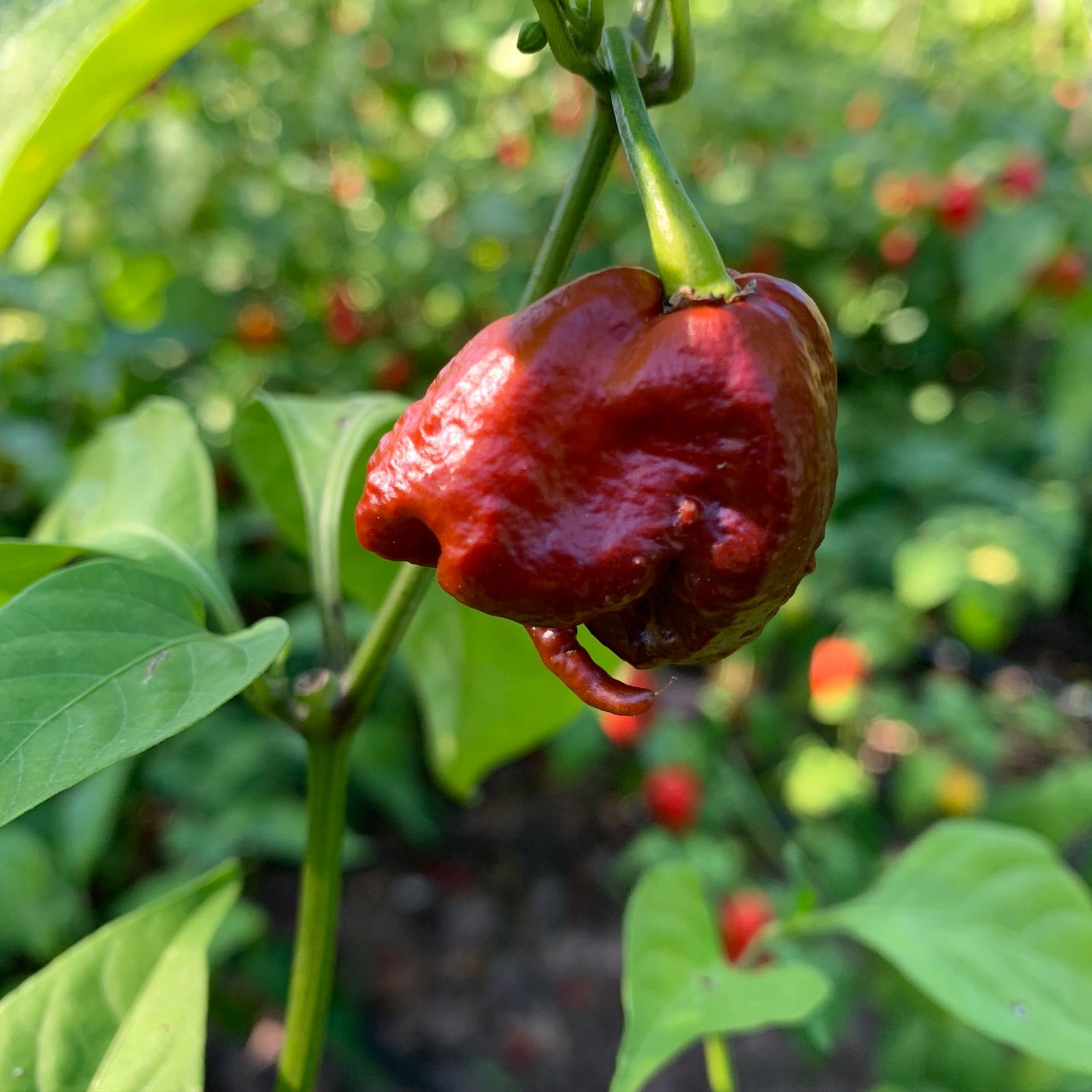 7 Pot Primo Chocolate - Seeds - Bohica Pepper Hut 
