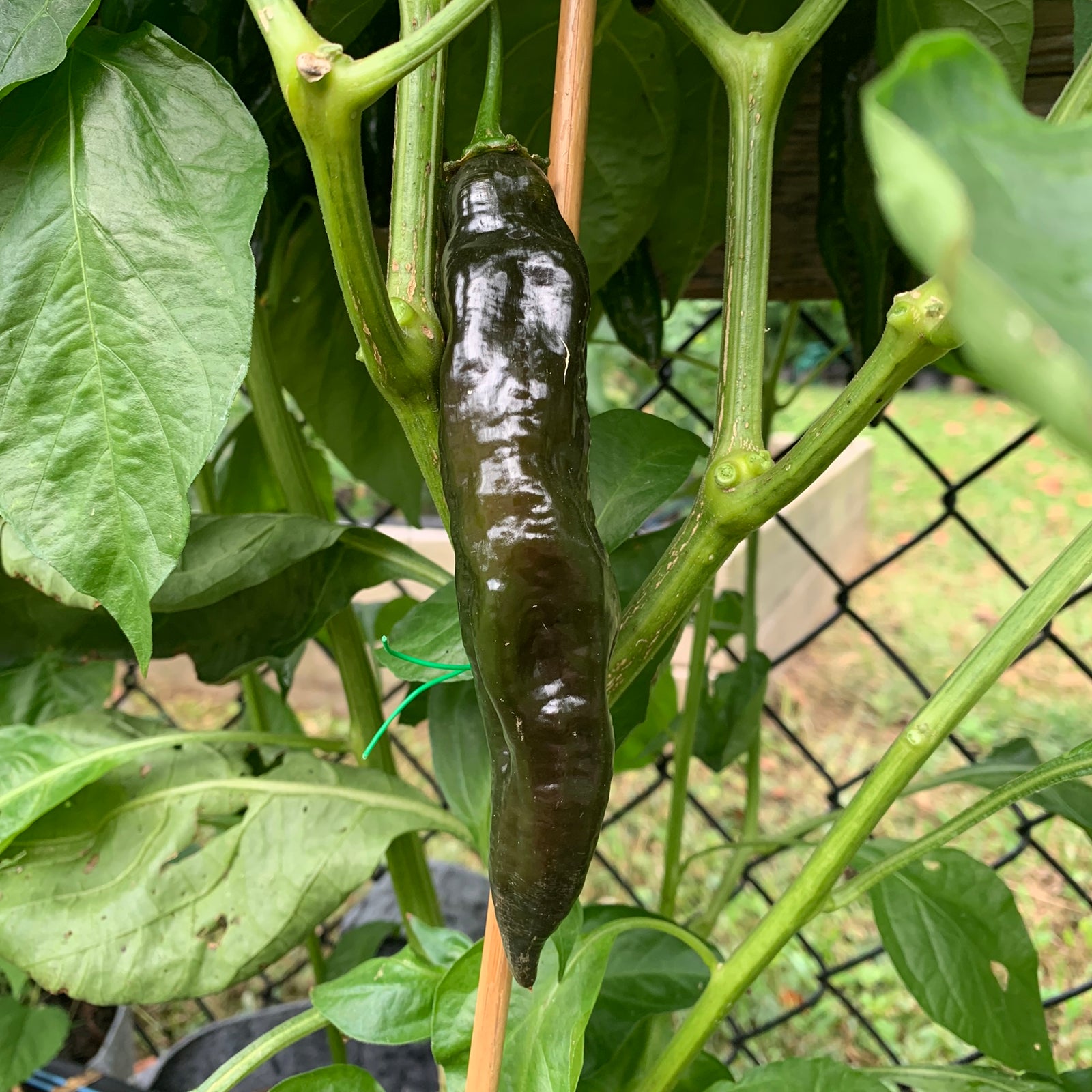 Aji Panca - Seeds - Bohica Pepper Hut 