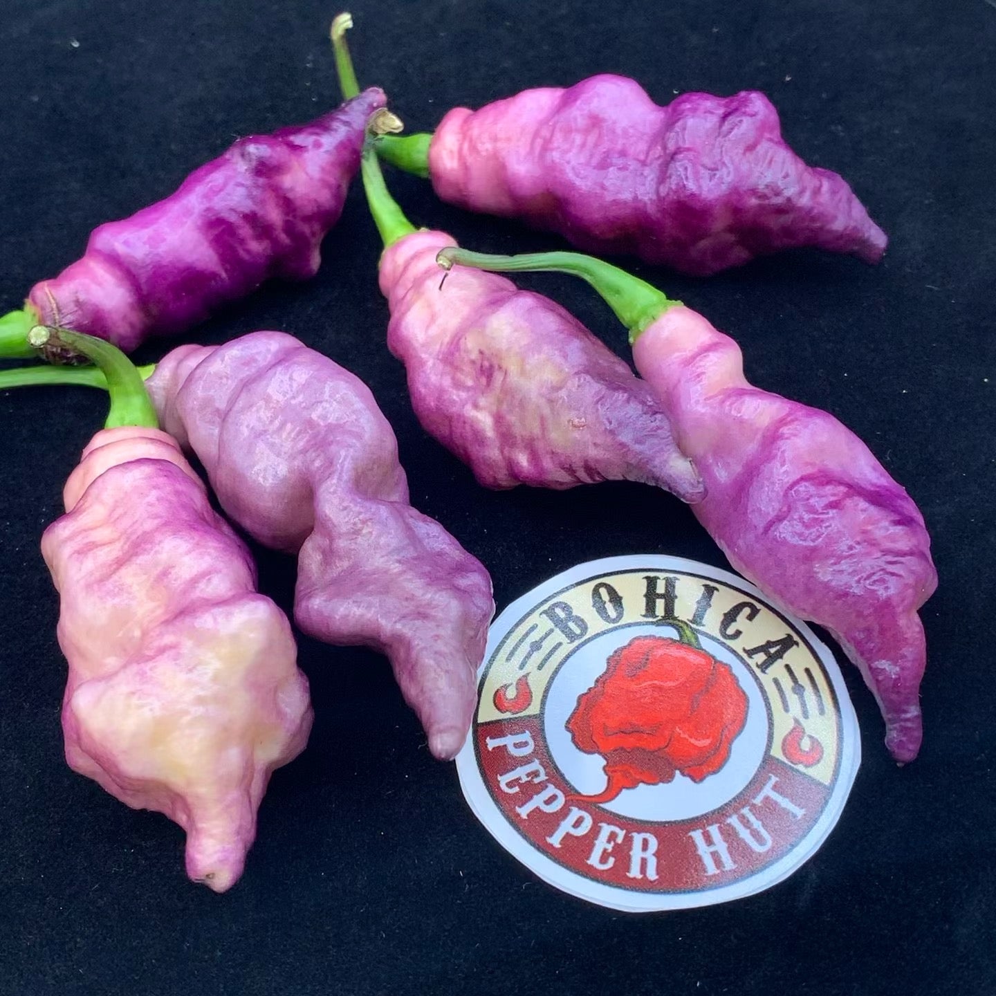 Pink Tiger - Seeds - Bohica Pepper Hut 