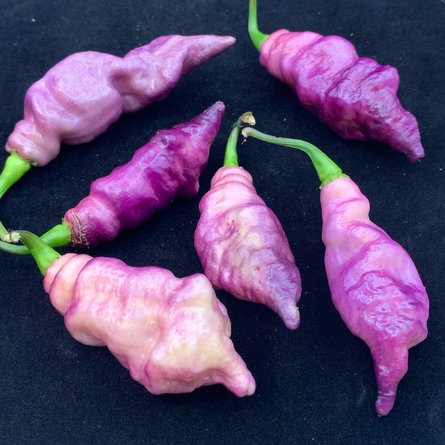 Pink Tiger - Seeds - Bohica Pepper Hut 