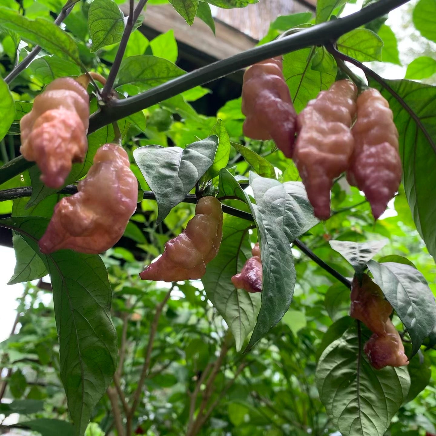 Pink Capsicum Pink Tiger - Seeds - Fresh Seeds from Bohica Pepper Hut