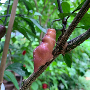 Pink Tiger - Seeds - Bohica Pepper Hut 
