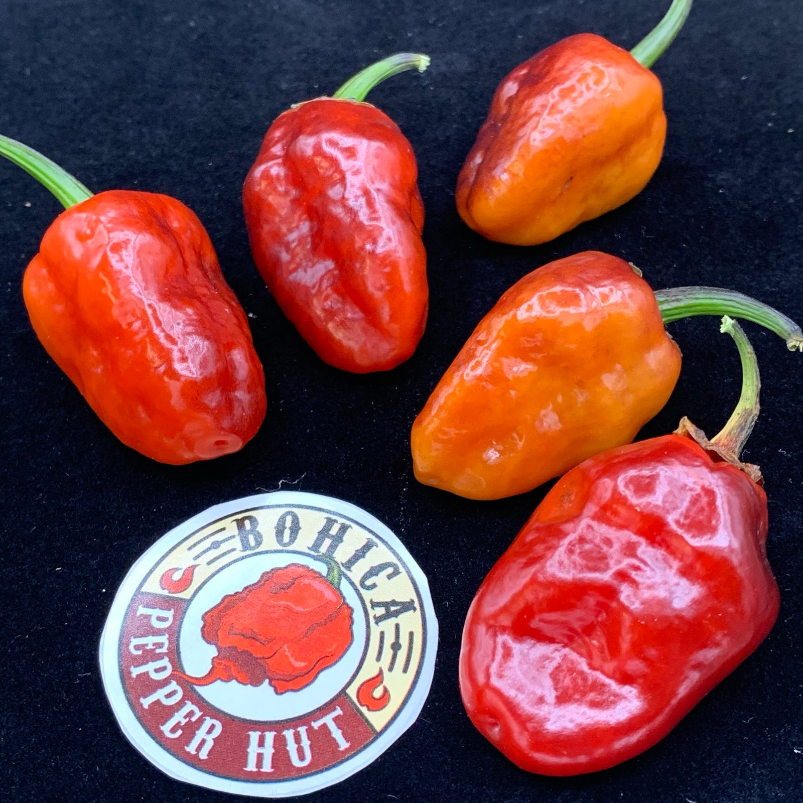 Sunset Sky - Seeds - Bohica Pepper Hut 