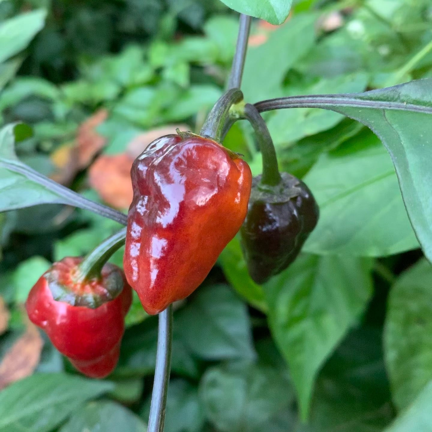 Sunset Sky - Seeds - Bohica Pepper Hut 
