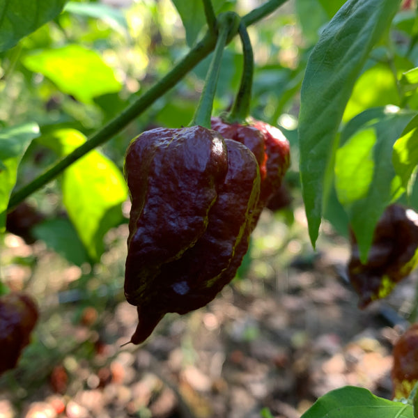 7 Pot Brown Douglah x Reaper Seeds