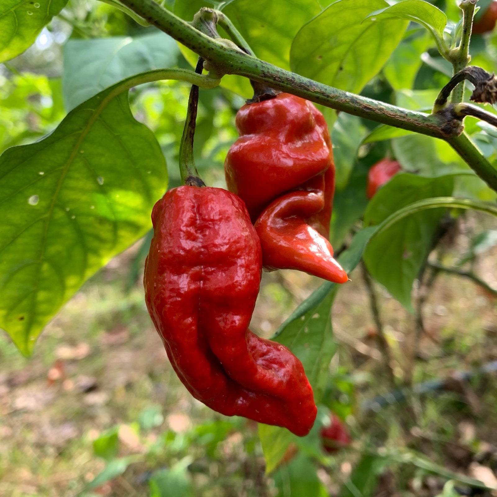 7 Pot Defcon - Seeds - Bohica Pepper Hut 