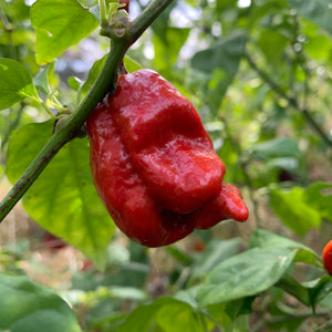 7 Pot Defcon - Seeds - Bohica Pepper Hut 