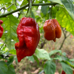 7 Pot Defcon - Seeds - Bohica Pepper Hut 