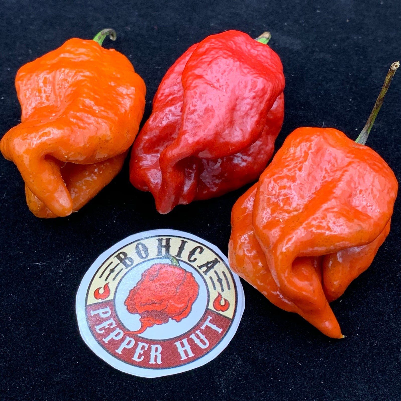 7 Pot Defcon - Seeds - Bohica Pepper Hut 