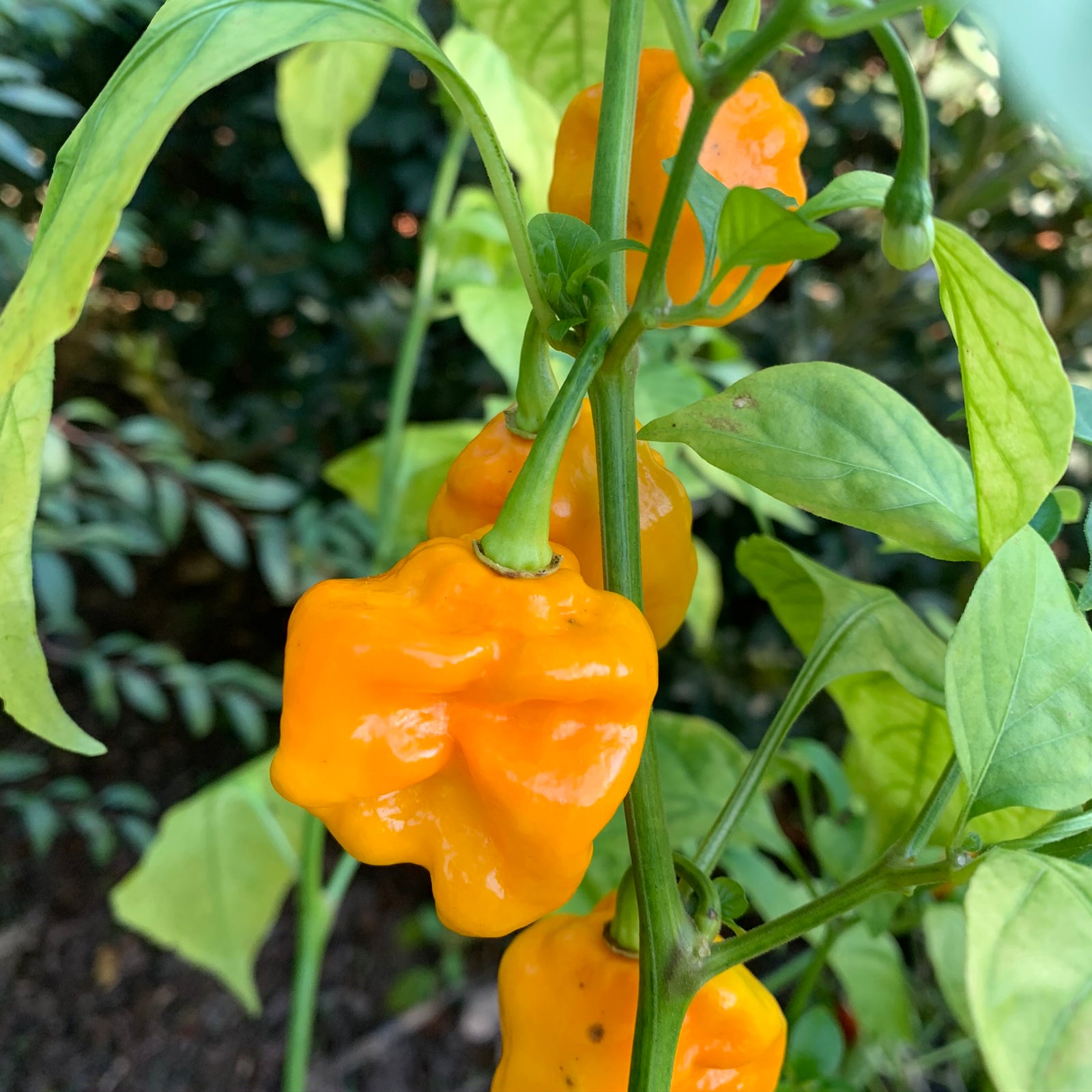 Bonda Mahala  - Seeds - Bohica Pepper Hut 