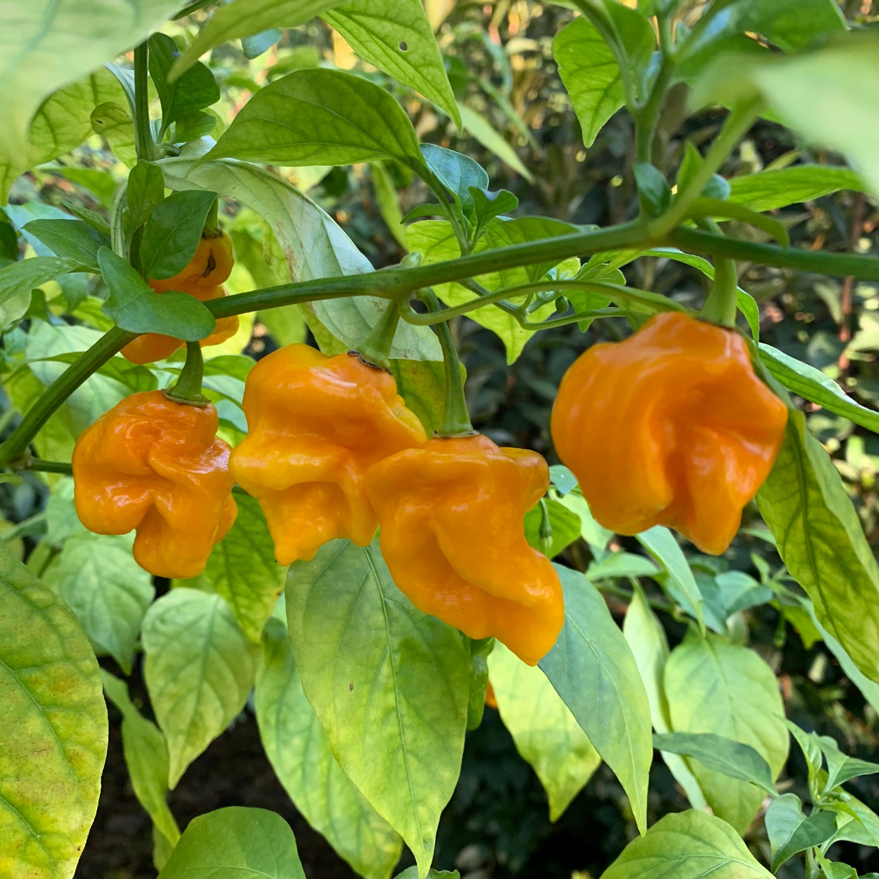 Bonda Mahala - Seeds