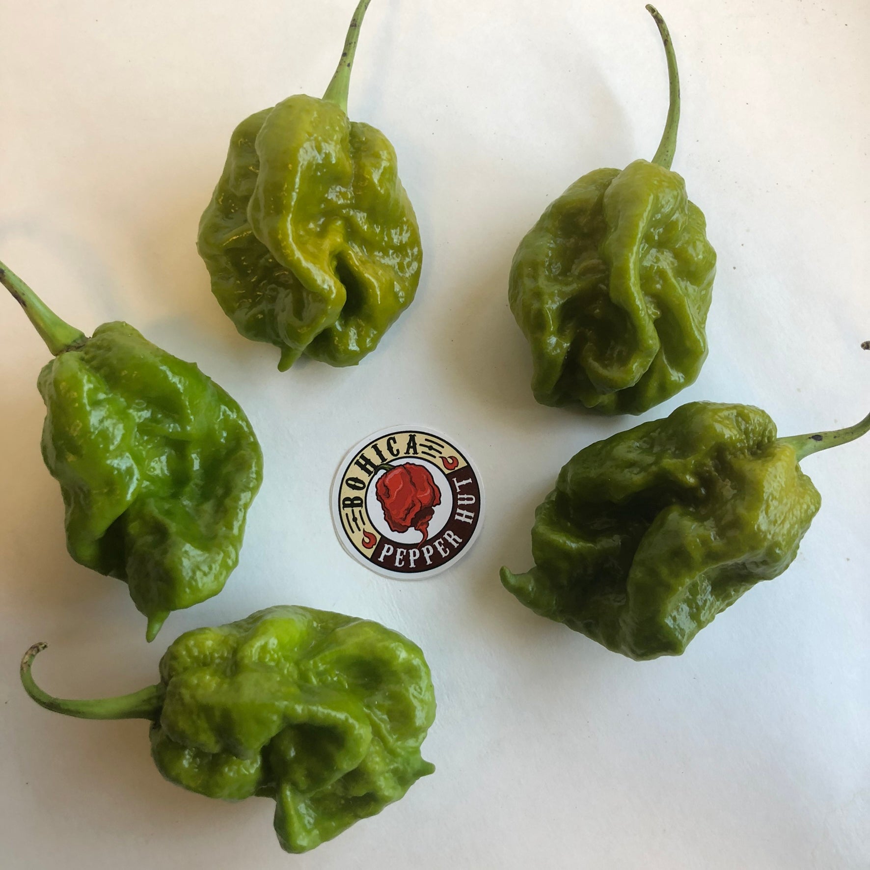 Groote Peper Green Ghost Pepper