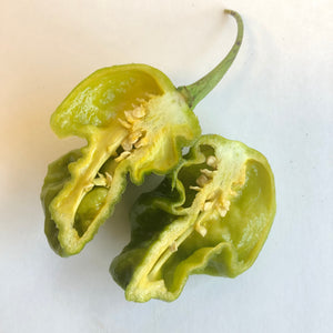 MOAB Mustard Ghost - Seeds - Bohica Pepper Hut 