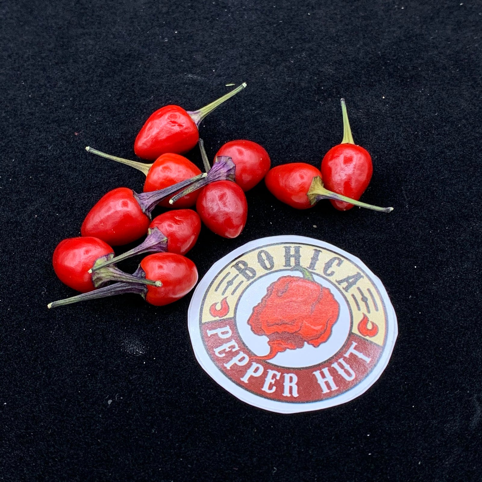 Girlyanda - Seeds - Bohica Pepper Hut 