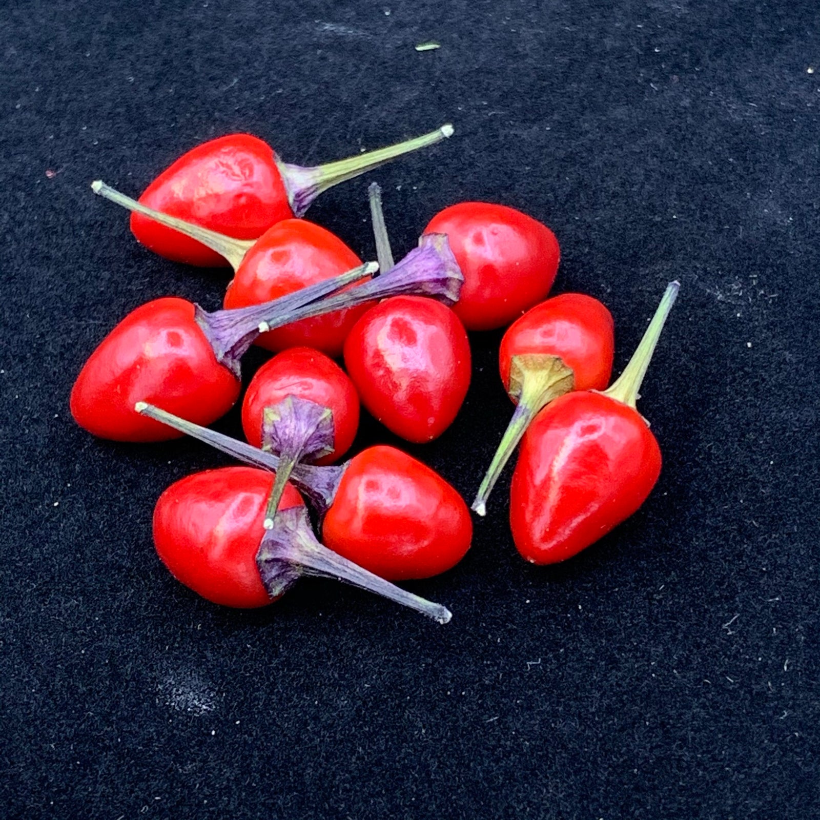 Girlyanda - Seeds - Bohica Pepper Hut 