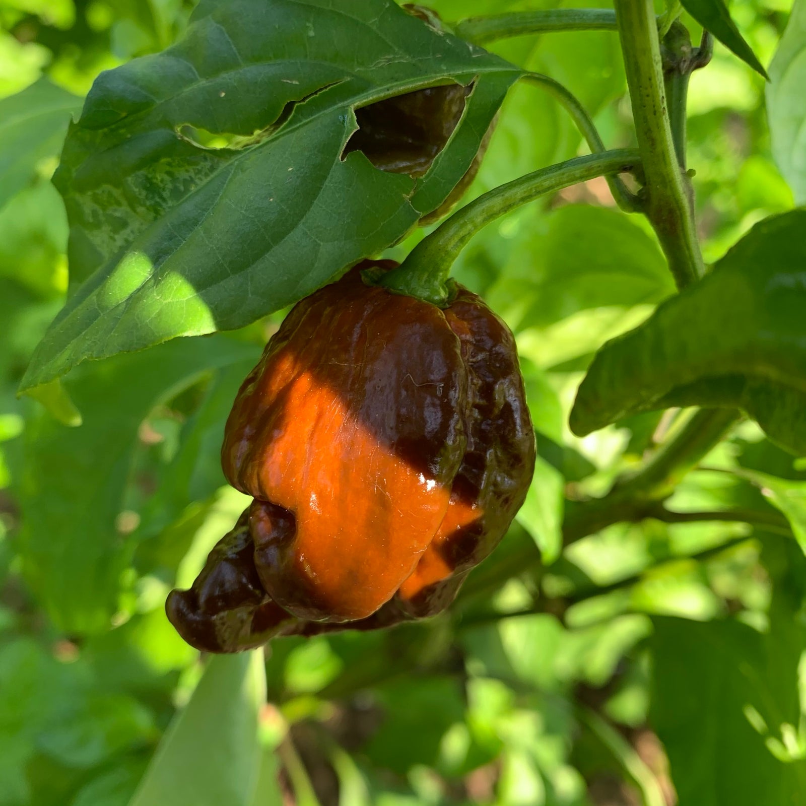 Trinidad Chocolate Scorpion - Seeds - Bohica Pepper Hut 