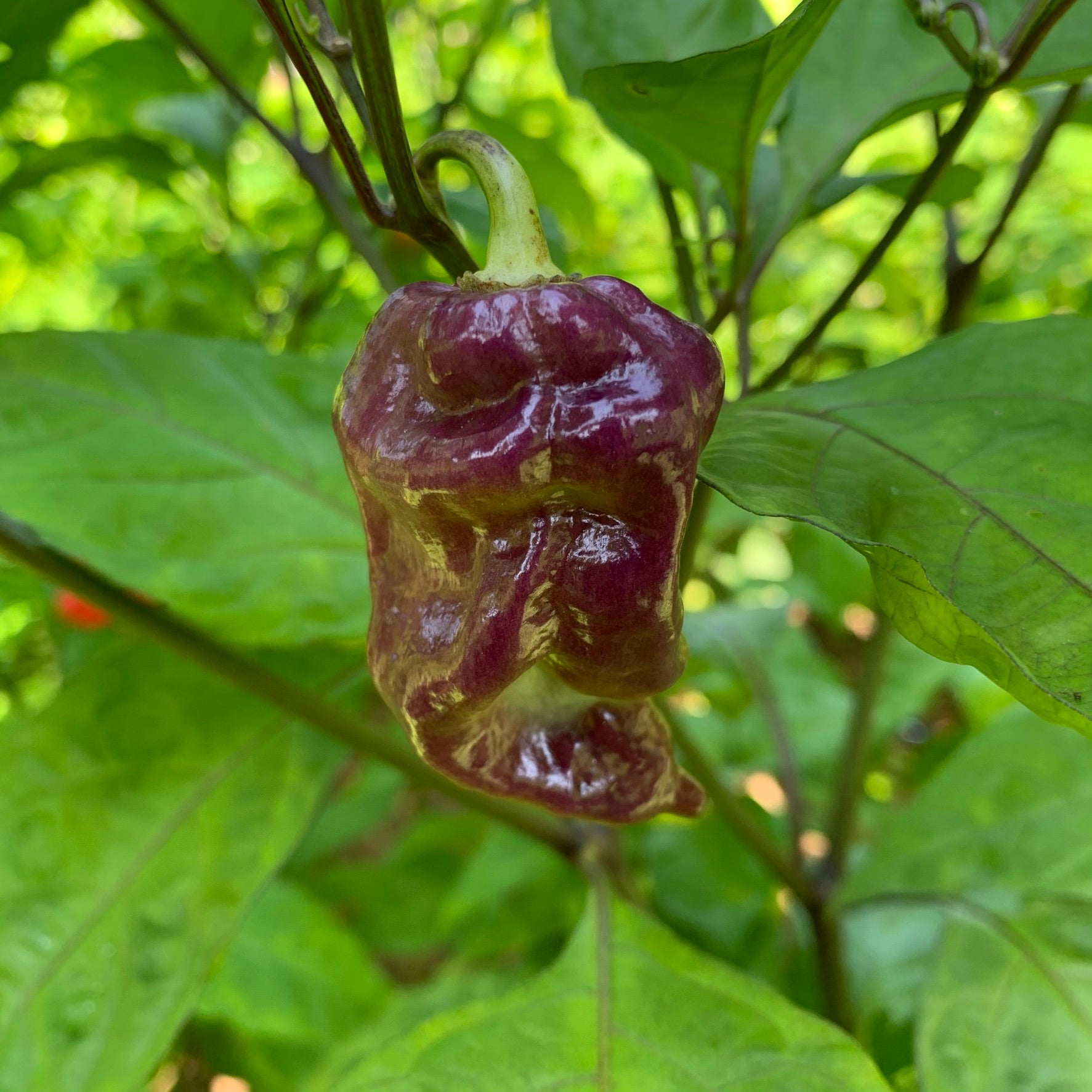 Trinidad Chocolate Scorpion - Seeds - Fresh Seeds - Bohica Pepper Hut