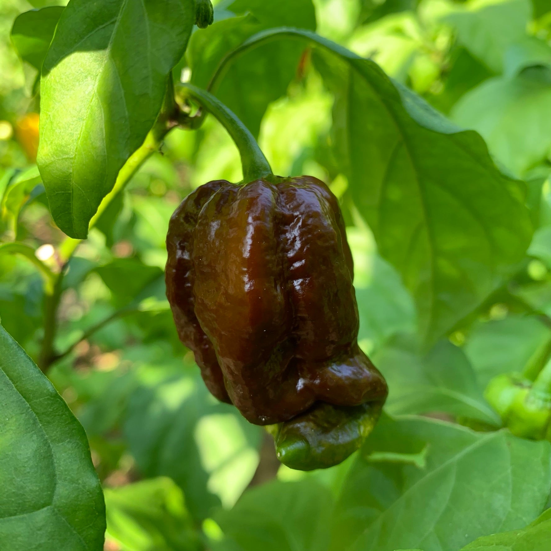 planting trinidad scorpion seeds Trinidad Chocolate Scorpion - Seeds - Fresh Seeds