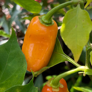 Oxkutzcabian Orange - Seeds - Bohica Pepper Hut 