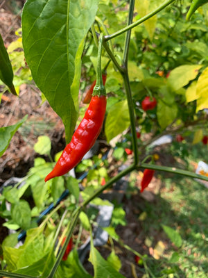 Guindilla Pepper - Seeds - Bohica Pepper Hut 