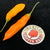 Aji Orange Drop Limon Keel Uchu - Seeds - Bohica Pepper Hut 