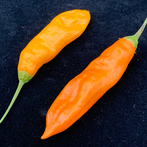 Aji Orange Drop Limon Keel Uchu - Seeds - Bohica Pepper Hut 