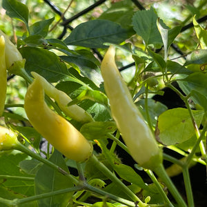 White Thai - Seeds