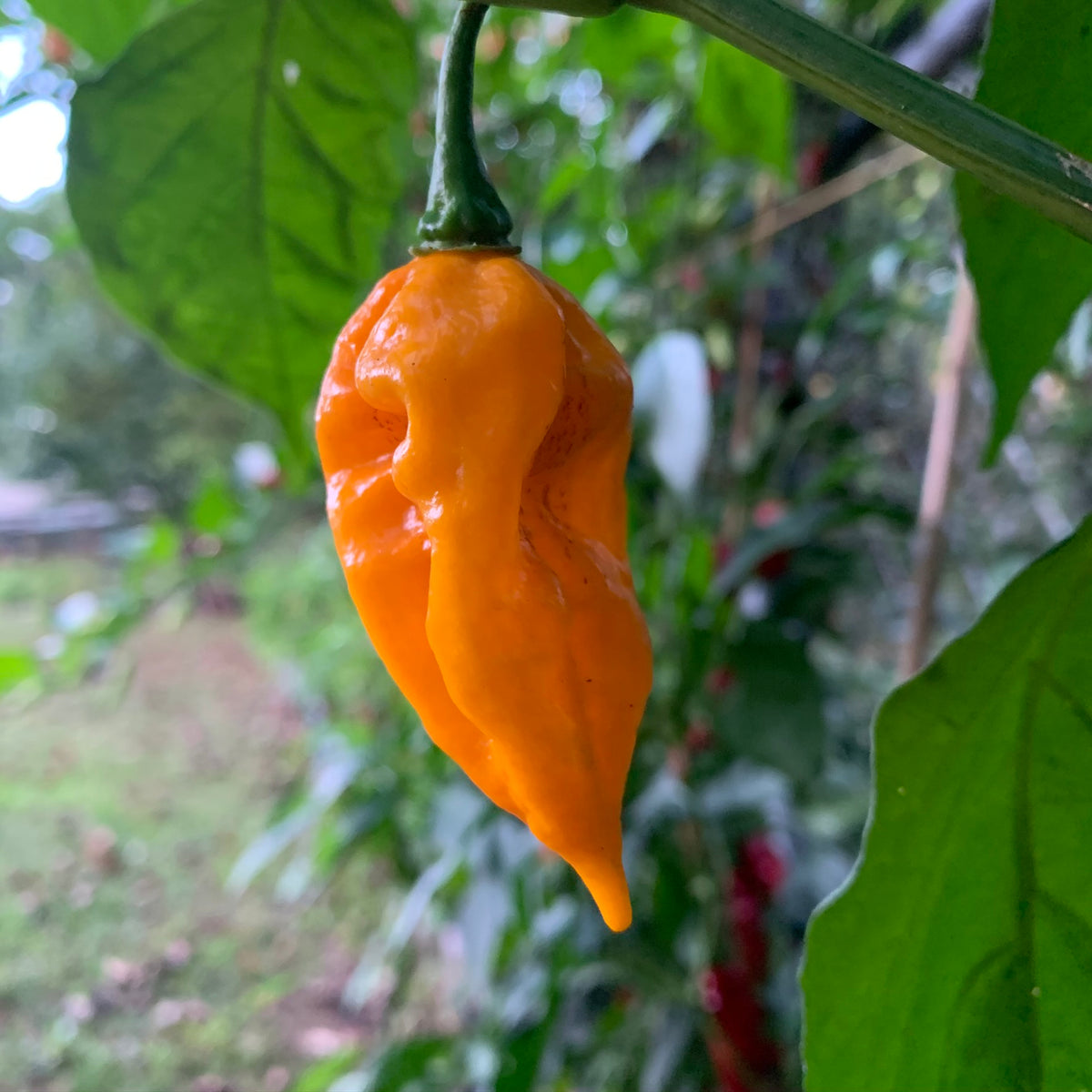 Fatalii Peppers