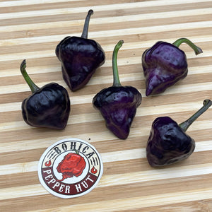 Purple UFO - Seeds - Bohica Pepper Hut 