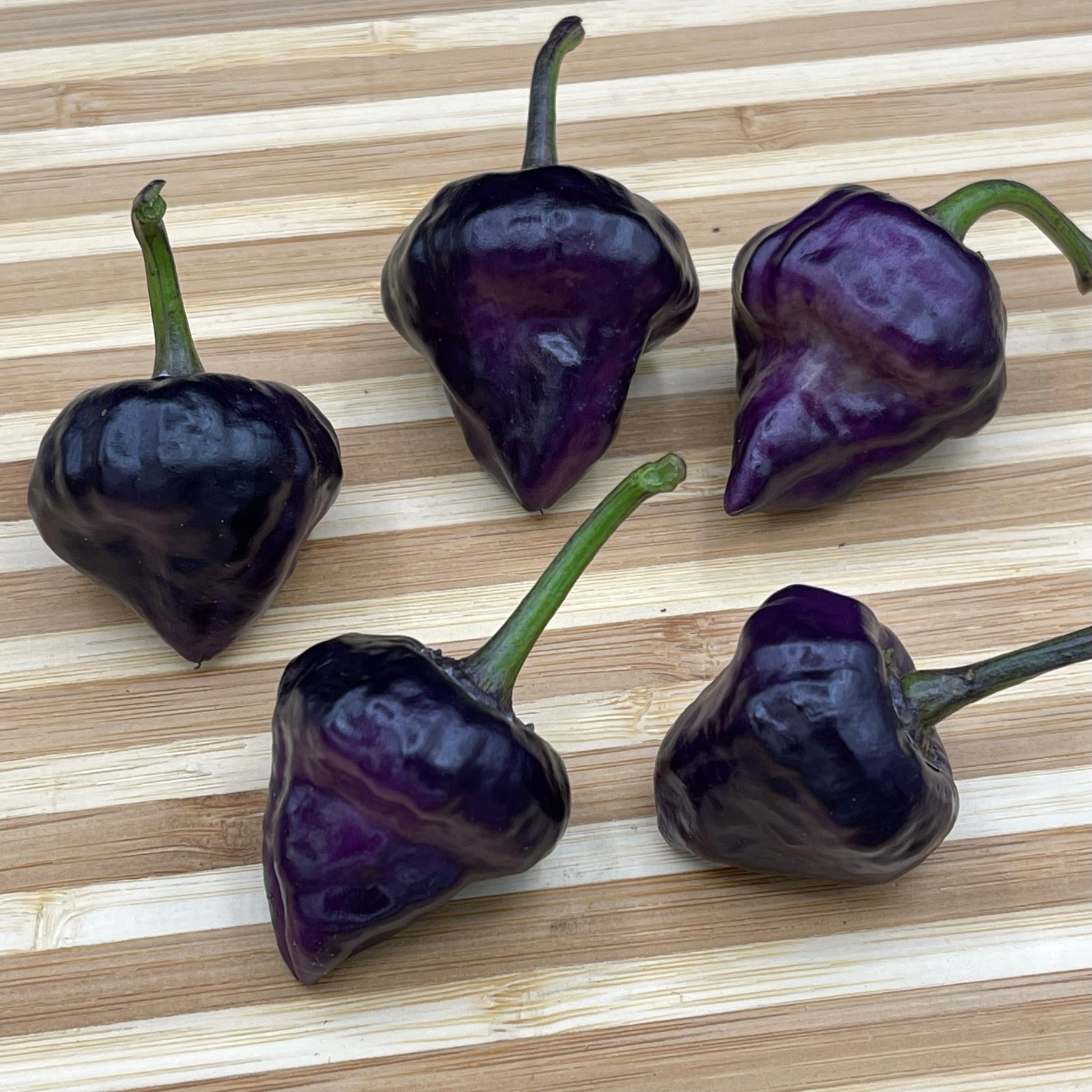 Purple UFO HOT Chili Pepper Seeds Organic Unique Creek Homestead