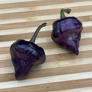 Purple UFO - Seeds - Bohica Pepper Hut 