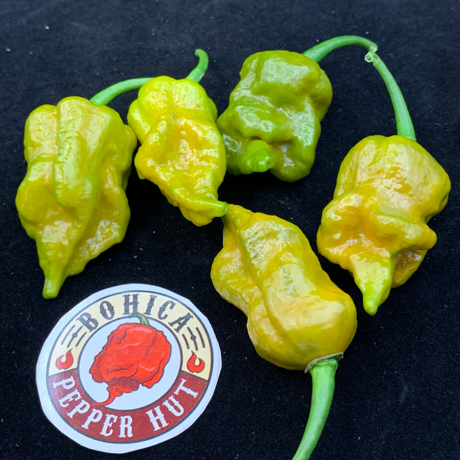 7 Pot Slimer - Seeds - Bohica Pepper Hut 