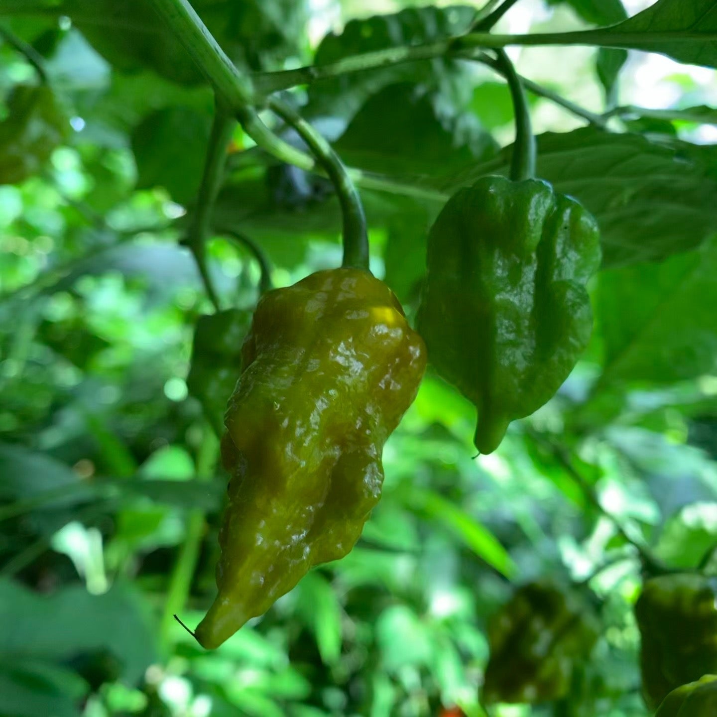 7 Pot Slimer - Seeds - Bohica Pepper Hut 