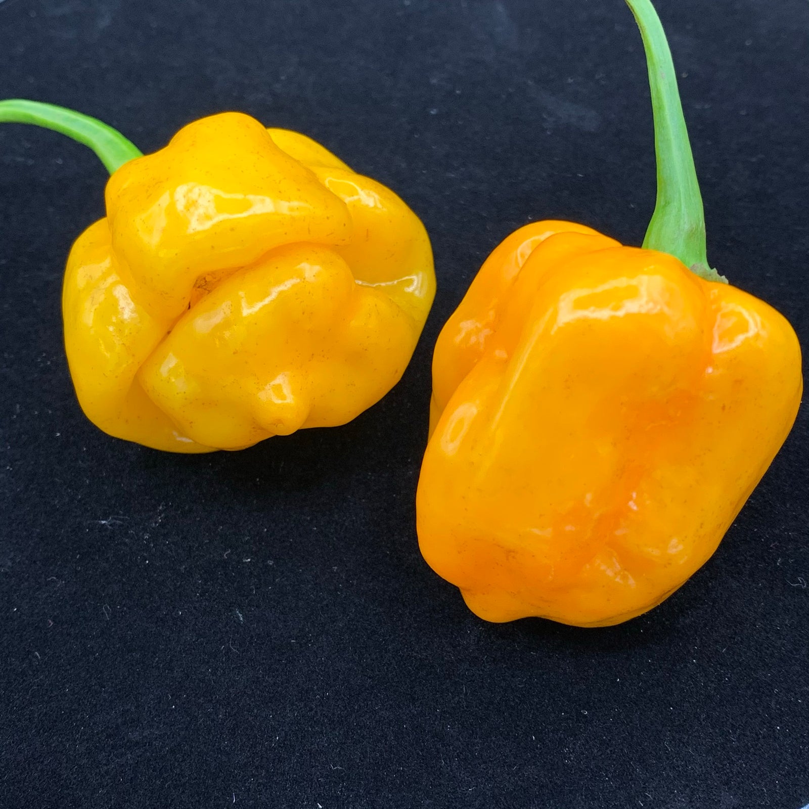 Orange Apocalypse - Seeds - Bohica Pepper Hut 