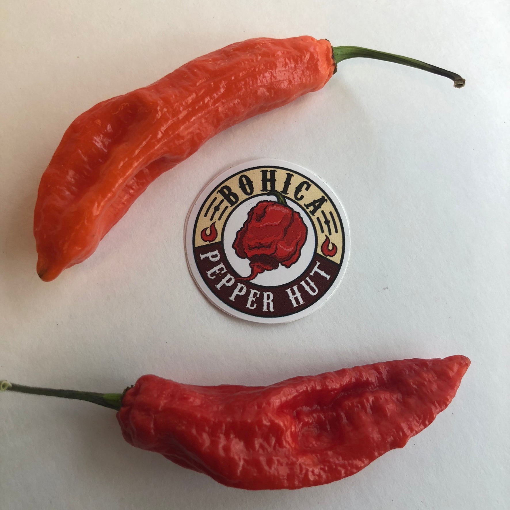 Jalapeno Ghostly - Seeds - Bohica Pepper Hut 