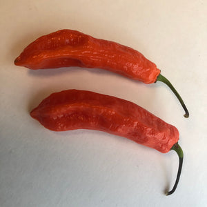 Jalapeno Ghostly - Seeds - Bohica Pepper Hut 